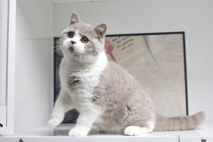 灵感合集 — 舞台瞬间 封面